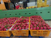 VietNamese Fresh Dragon Fruit - White Flesh - 5KG/CTN