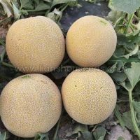 M255 Big Galia Melon Variety F1