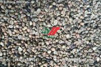 Robusta Green Coffee Beans Coffee- Normal