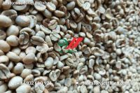 Vietnam Arabica Green Coffee Beans- Wet