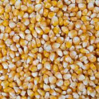 Yellow Corn