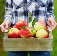 Fresh Apple for Sale 