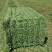 High Protein Alfalfa Hay Bales