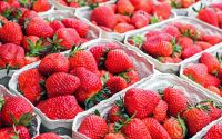 Sweet Harvest Strawberries - Nature's Delight