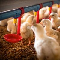 Poultry Farming Water Line