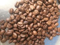 ROBUSTA COFFEE BEAN ROASTED FOR WHOLESALE EXPORT STANDARD