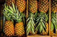 Pineapple, Ananas comosus.