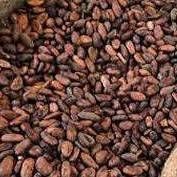 Premium Quality Cocoa Beans