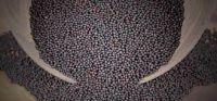 Wholesale Canola Seed