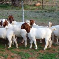 Boer Goat /Saanen Goat / Nubian Goat /Dwarf goat 