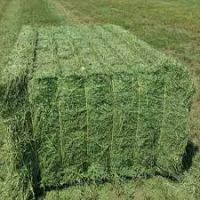 Livestock Feed Alfalfa Hay and Timothy Hay