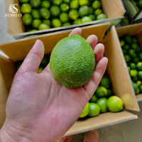 Fresh Seedless Lime from Vietnam