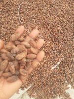 Cocoa Beans