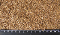 Flax seeds