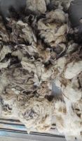 White Light Grey Tibet raw greasy cashmere Tibetan Cashmere Fibre 14.5micron with 36mm Prompt Shipment