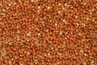 red millet