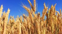 soft and durum wheat