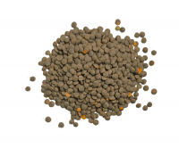 Selection of Natural Lentils : Brown, Red, and Green Lentils
