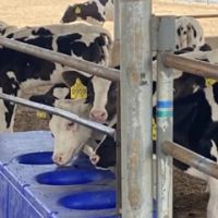 Intelligent cattle weighing systems for watering