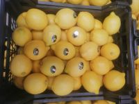 Fresh Lemon