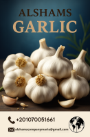 Fresh Garlic