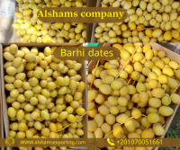 Dates Barhi