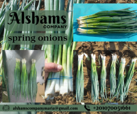 Fresh Spring Onions