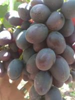 Fresh Grapes