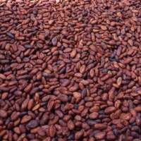Premium Quality Wholesale Dried Cocoa Beans/ Natural Fermented Whole Cocoa Beans / Organic Cocoa Beans