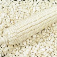 White/Yellow Maize ( Corn )
