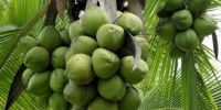 Green coconuts