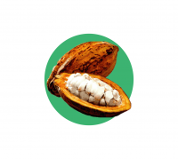 cocoa beans 