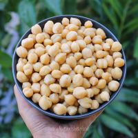 Chickpeas