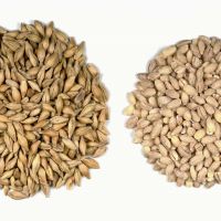 Organic Hulled Barley Grain (4.8lb) - Whole Barley Groat Seed Bulk - Great For Soup, Flour, Cereal, Home Brewing,