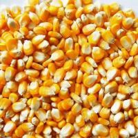 Wholesale Yellow Corn, Non GMO Yellow Corn for Animal Feed, Yellow Corn Maize For Export 