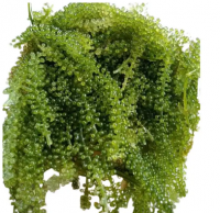 FRESH GREEN CAVIAR/SEAGRAPE