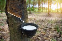 Natural Rubber Concentrated Latex 60% DRC