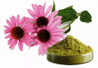Echinacea extract