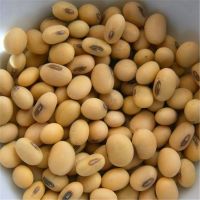 INTERNATIONAL NON GMO SOYBEANS FOR SALE