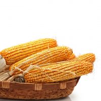 Fresh Yellow Corn With 95% Natural Color And Taste Yellow Corn Ideal For Industrial Bakery And Confectionery