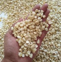 Agricultural Product Bulk Grain White Dry Corn Kernel Dried Maize Dry White Corn with Competitive Price