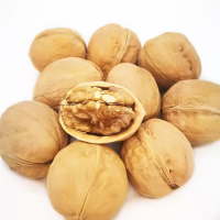 Fresh Walnuts available in premium export quality