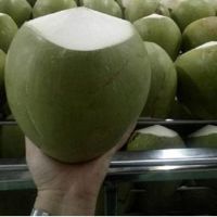 FRESH COCONUT IN VIETNAM