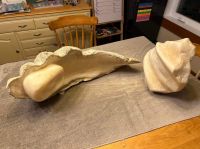 Tridacna Gigas Pearl