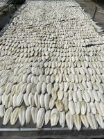 VIETNAM WHOLESALE CUTTLEFISH BONE WITH LOW BROKEN RATE