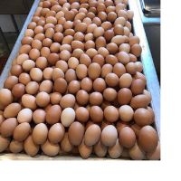 Fesh table brown eggs for sale at wholesale price @Telegram:+905382060480