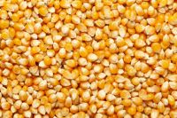 Yellow Corn