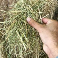 Rhodes Grass