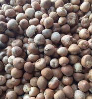 Betel Nuts Or Areca Nuts