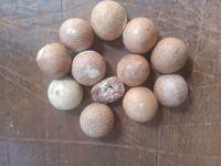 Betel Nut